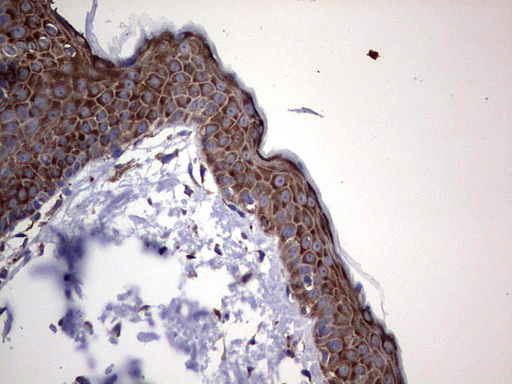 ANO1 Antibody