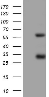 Mesothelin Antibody