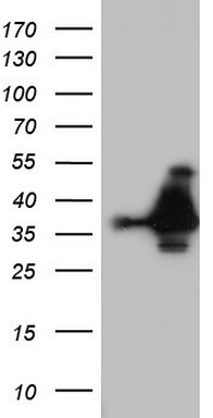 NKX3-1 Antibody