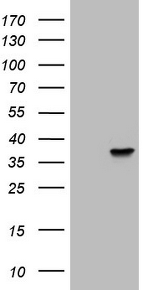 Nkx3.1 Antibody