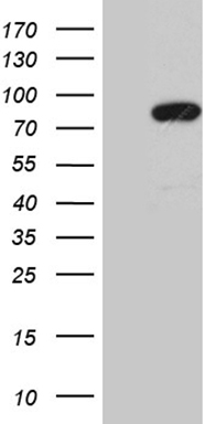 MLH1 Antibody