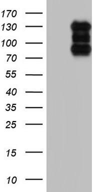 HDAC4 Antibody