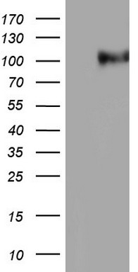 NCAM1 Antibody
