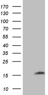 UBA52 Antibody