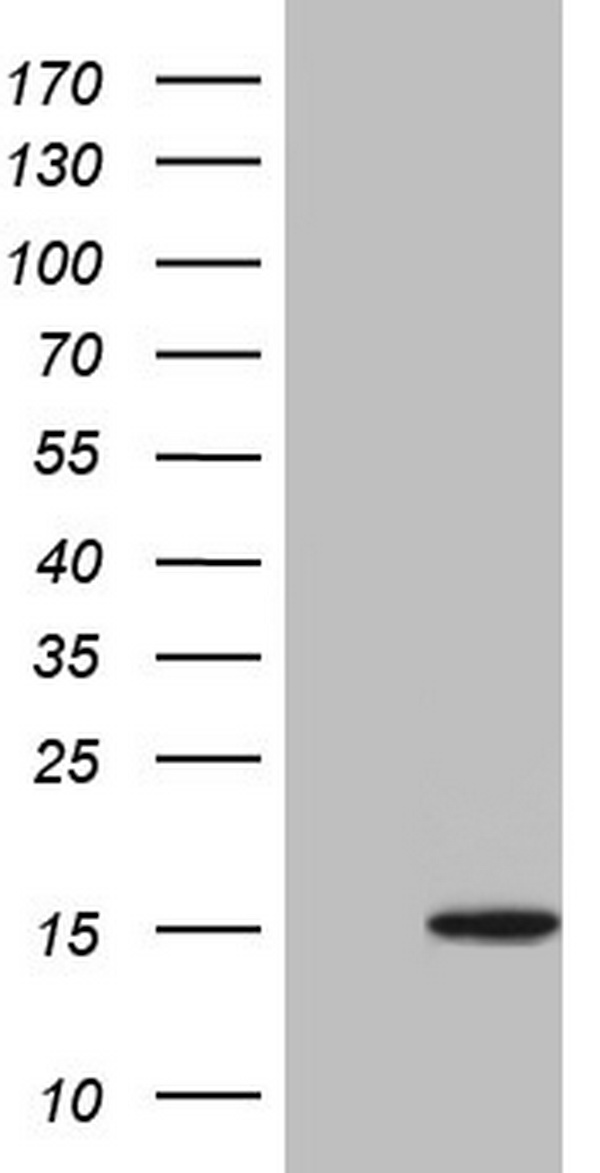 UBA52 Antibody