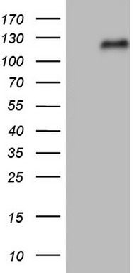 NFE2L2 Antibody