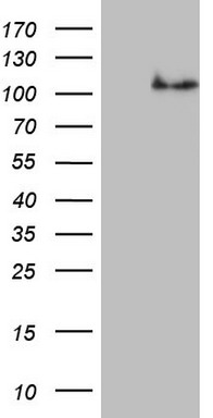 NCAM1 Antibody