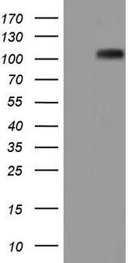 NCAM1 Antibody
