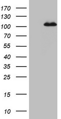 MCPH1 Antibody