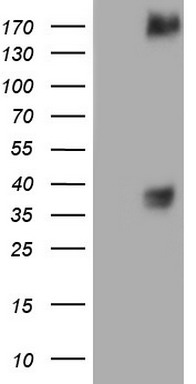 MET Antibody