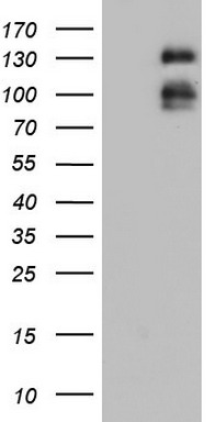 Lipin 3 Antibody