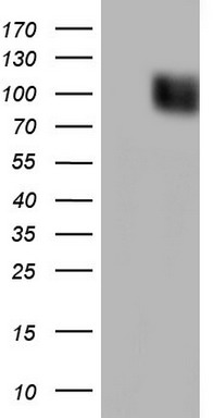 Lipin 3 Antibody
