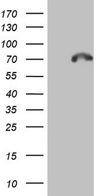 Calpain 5 Antibody