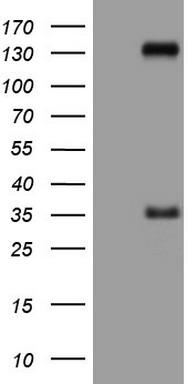 Lipin 3 Antibody