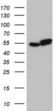 RAD23B Antibody