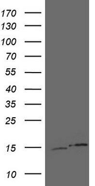 UBA52 Antibody