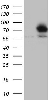 NR4A3 Antibody