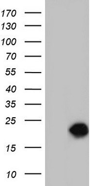 SNX12 Antibody