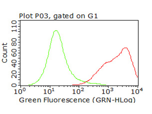 CD47 Antibody