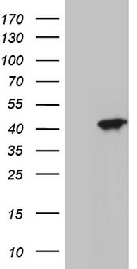 MEOX1 Antibody