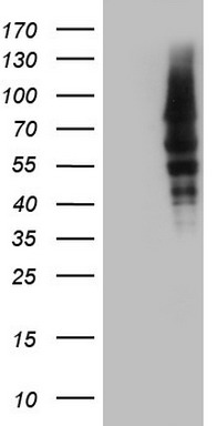 Calpain 5 Antibody