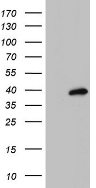 MOX1 Antibody