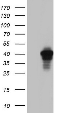 AKAP7 Antibody