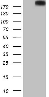PTCH2 Antibody