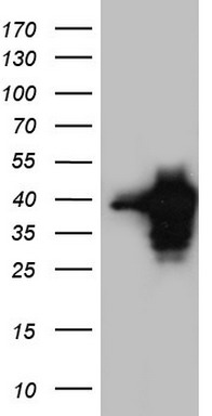 MEOX1 Antibody
