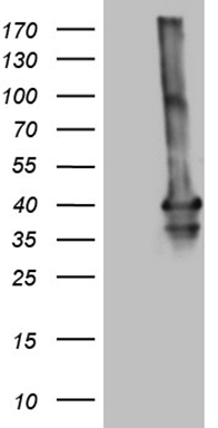 MEOX1 Antibody