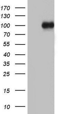 MDM2 Antibody