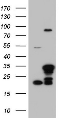 LGALS3 Antibody