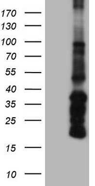 ANGPT1 Antibody