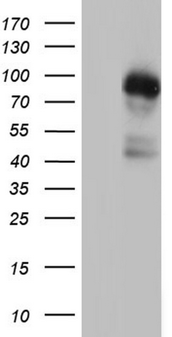 MDM2 Antibody