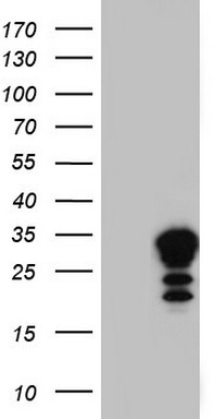 LGALS3 Antibody