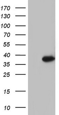 Ocular development associated gene Antibody