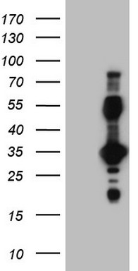 EPOR Antibody