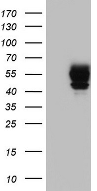 POMK Antibody
