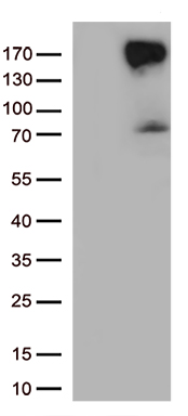ERBB4 Antibody