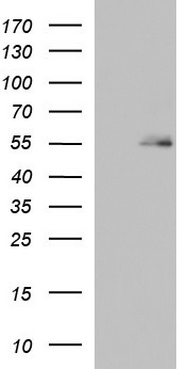 BBS4 Antibody