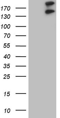 GLI2 Antibody