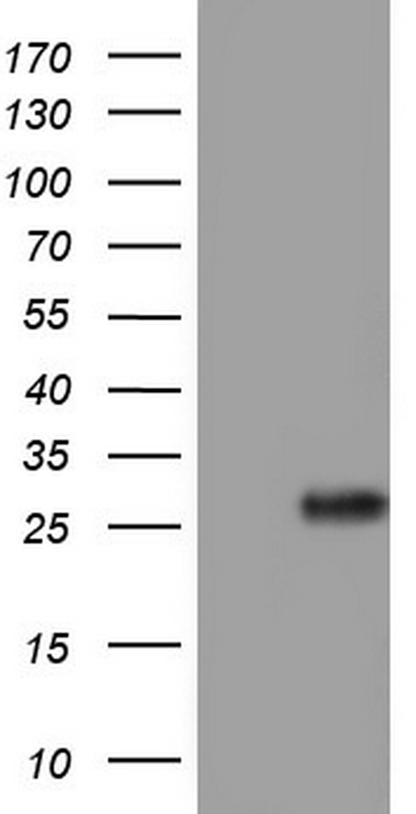 Adiponectin Antibody