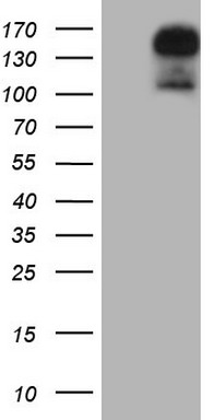 GLI2 Antibody