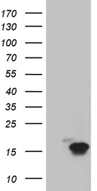 TFF1 Antibody