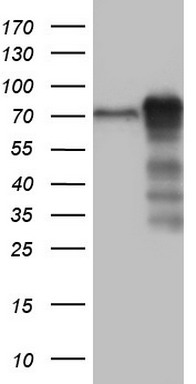 MTDH Antibody