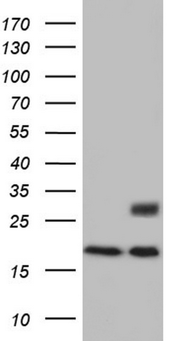 Adiponectin Antibody