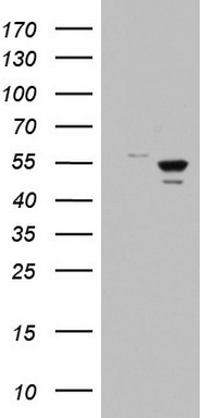 DDX6 Antibody