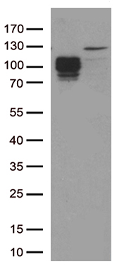 CD34 Antibody