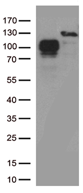 CD34 Antibody