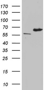 IKZF3 Antibody